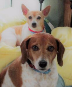 Advantage II Medium Dog Vet-Recommended Flea Treatment & Prevention | Dogs 11-20 lbs. | 6-Month Supply 6-Pack 33 71WPIbu5clL