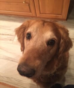 Earth Rated Dog Poop Bags with Handles, New Look, Easy Tie and Guaranteed Leakproof, Unscented, 120 Handle Bags 120-Count 46 71WPhzn2UiL