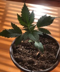 Bluelab PENGTB Grower's Toolbox with pH Pen, Conductivity Tester and Probe Care Kit, Easy Calibration, Digital Meters for Hydroponic System and Indoor Plant Grow 34 71WQNb4UoL