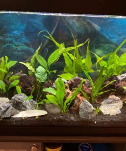 CaribSea Eco-Complete 20-Pound Planted Aquarium, Black 20 POUNDS 23 71WR1Ojn97L