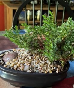 9Greenbox Best Gift Bonsai Juniper Tree, 4 Pound Style 2 26 71WR4RyLHvL