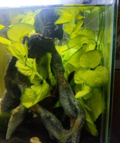 Marina Naturals, Pennywort Silk Plant, Large Fish Tank Decoration, PP103 15 71WR9y7pKHL