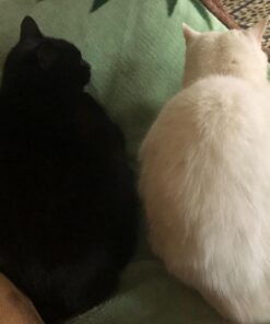 Comfort Zone Calming Diffuser Kit for Cat Calming Single Diffuser Kit Old Feliway Formula 45 71WRvNUBjbL