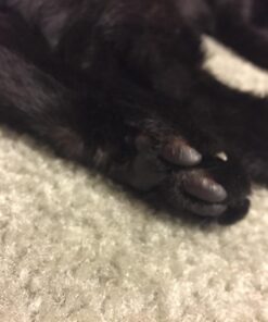 4Legger Certified Organic Nose & Paw Pad Healing Balm Unscented for Dry Chapped and Cracked Paw Pads, Elbows, Snout, Dry Skin with Hemp Oil, Vegan Wax, Calendula & Shea Butter - Made in USA - 1.9 oz 28 71WVnkQ6PmL 1