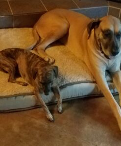 PEDIGREE DENTASTIX Small/Medium Dog Dental Treats Original Flavor Dental Bones, 1.57 lb. Value Pack (45 Treats) 45 Count (Pack of 1) 25 71WVqyodCML