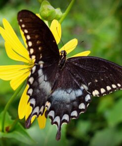 Nikon D5300 24.2 MP CMOS Digital SLR Camera with 18-55mm f/3.5-5.6G ED VR Auto Focus-S DX NIKKOR Zoom Lens (Black) 72 71WWG dlmNL