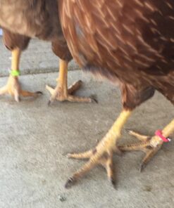 20 Chicken Charm Poultry Leg Bands - Includes Americas Favorite Super Hero's 24 71WY1pPH7eL