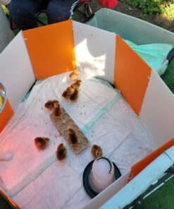 Farm Innovators 3700 Baby Chick Corral Starter Home Coop Kit with 10 Plastic Panels and Adjustable Brooder Lamp Hanger for Up To 15 Chicks 19 71Wb5N5nPwL