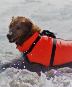 Checkups- Dental Dog Treats, 24ct 48 oz. for Dogs 20+ pounds Medium (Pack of 1) 14 71WdyPWX2SL