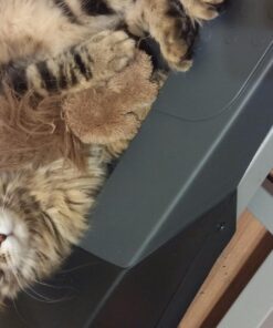 KONG Squirrel Catnip Toy Brown 21 71Wg0CTcUrL