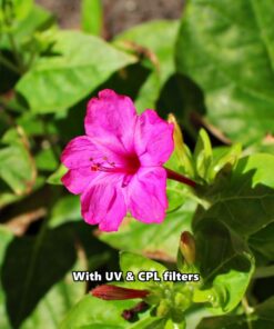 58MM Complete Lens Filter Accessory Kit (UV, CPL, ND4, ND2, ND4, ND8 and Macro Lens Set) for Canon EOS 70D 77D 80D 90D Rebel T8i T7 T7i T6i T6s T6 SL2 SL3 DSLR Cameras 58MM 74 71Wi2PsTsDL