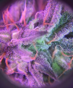 Happy Hydro - LED Loupe - 30x & 60x Magnifying Lens - Includes Batteries & Carrying Case 1 White 27 71WiazLD9AL