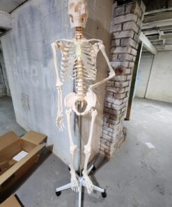 Giantex B010L18XEW Life Size 70.8" Human Anatomical Anatomy Skeleton Medical Model + Stand 39 71Wii0cFlCL