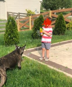 Dinosaur Bubble Gun Light Up Bubbles Shooter, Battery Operated Bubble Maker Toy for Toddlers & Kids, Sound-Free (Extra Refill Bottle and Batteries Included) Green Dinosaur 33 71Wj nS9PwL