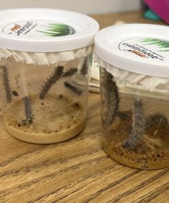 10 Live Caterpillars Shipped Now: Butterfly Kit Refill 48 71WoVeLOtXL