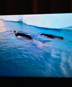 TCL 55S517 55-Inch 4K Ultra HD Roku Smart LED TV (2018 Model) 55 in TV only 28 71WpKgbhpGL