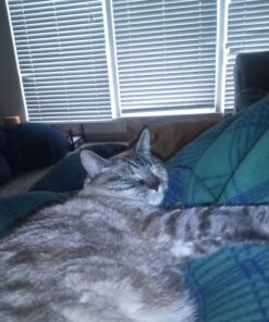 Wysong Uretic - Dry Natural Food for Cats, Chicken, 5 pounds 24 71WqvO SX5L