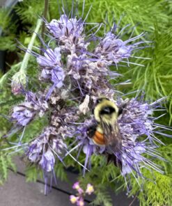 Hummingbird Nectar Wildflower Seeds Bulk Open-Pollinated Wildflower Seed Mix Packet, Non-GMO, No Fillers, Annual, Perennial Wildflower Seeds Year Round Planting - 1 oz 73 71WtNqL7U8L