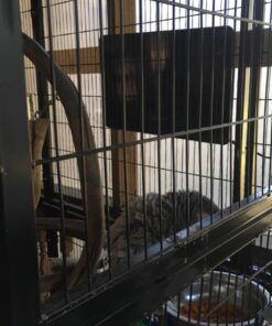 Cozy Products CL Cozy Safe Chicken Coop Heater 200 Watts Safer Than Brooder Lamps, One Size, Black 32 71WuK8RCcdL