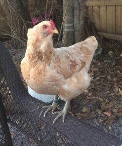 20 Chicken Charm 2 Poultry Leg Bands - Fits Sizes 6 to 14 26 71Wv8cJrpSL