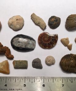 NATIONAL GEOGRAPHIC Mega Fossil Dig Kit - Excavate 15 Genuine Prehistoric Fossils, Kids Educational Toys, Great Science Kit Gift for Girls and Boys (Amazon Exclusive) 44 71WvFJ5lBGL