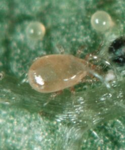 Amblyseius Swirskii (25,000 in Hanging Sachets) 8 71WvyIritSL