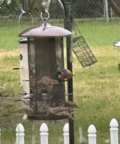 Wagner's 13008 Deluxe Wild Bird Food, 10 lb Bag Original Version 29 71WwkEggCJL