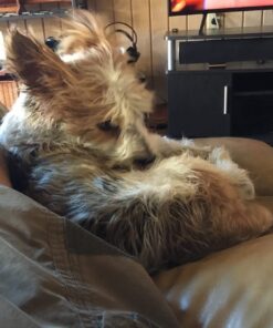 Newman's Own Organics Keurig Single-Serve K-Cup Pods Newman's Special Blend Medium Roast Coffee, 72 Count 12 Count (Pack of 6) 37 71Wx9FM7FGL