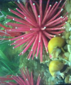 Golden Mystery Snail - 1/2"-2" - Algae Eater for Aquariums 38 71Wx9UCm5hL