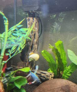 Natural Cholla Wood for Aquarium Decoration, Shrimp, Hermit Crab, Chew Toys for Small Pets (6 Inches Long(Pack of 3)) 6 Inches Long(Pack of 3) 26 71WyBsywqYL