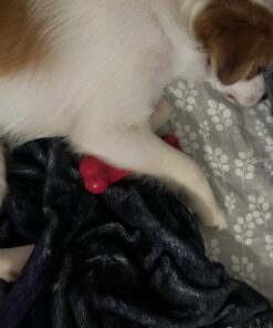 Nylabone Power Chew Toys Variety Triple Pack - Dog Toys for Aggressive Chewers - Indestructible Dog Bones for Small Dogs - Chicken, Bacon & Peanut Buter Flavors, Small/Regular (3 Count) Small up to 25 lbs. 42 71X H2tlrRL