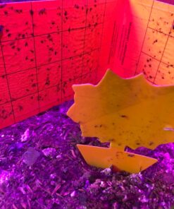 Yellow Sticky Aphid Whitefly Trap Pack of 15 32 71X aAOJCBL