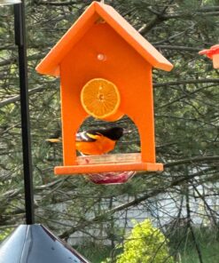 Songbird Essentials SERUBFJF Fruit and Jelly Oriole Feeder (Set of 1) 33 71X0zHXFmXL