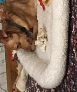 Best Bully Sticks 6 Inch All-Natural USA-Baked Bully Sticks for Dogs - 6” Fully Digestible, 100% Grass-Fed Beef, Grain and Rawhide Free | 18 Pack USA 6 Inch Bully Sticks (18 Pack) 40 71X2YV5BD0L