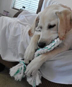 Booda Fresh N Floss 3 Knot Tug Rope Dog Toy, X-Large, Spearmint 36 71X3Fpd5DJL