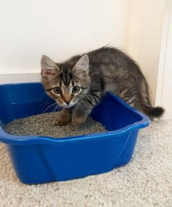 Alternative view of Van Ness Pets Extra Small Open Cat Litter Box, Kitten/Rabbit Size, Blue, CP0 Assorted Colors