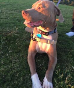 Tuff Mutt Hands Free Dog Leash For Running That Makes A Great Waist Leash for Dog Walking, Double Handle Bungee Leash with Reflective Stitching and Adjustable Dog Walking Belt green/gray 44 71X5udqqmNL