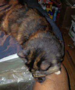 Purina Friskies Gravy Wet Cat Food Variety Pack, Poultry Shreds, Meaty Bits & Prime Filets - (32) 5.5 oz. Cans 38 71X6y4Q2N1L