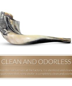 Judaica Mega Mall Kosher ODORLESS Polished Natural Rams Horn | Smooth Mouthpiece for Easy Includes Carrying Bag and Shofar Blowing Guide | Medium Size (12”-14”) (Jud-0651) 12"-14" 13 71X7MrcQPRL
