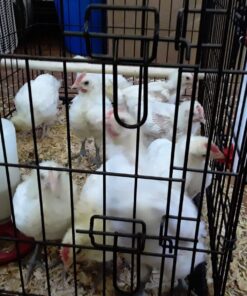 RentACoop 32oz(1L) Drinker Plus 2 Versatile Nipples - Suitable for Chicks, Quail, Pigeons, Doves, and Other Smaller Birds - 1 Pack Pack of 1 28 71X7OzPwJ4L