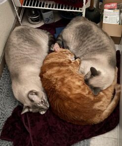 FRONTLINE Plus Flea and Tick Treatment for Cats Over 1.5 lbs., 3 Treatments 3 Doses 33 71X9HopsML