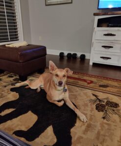 PET MAGASIN Rawhide Alternative Natural Jumbo Cow Ears 12-Pack Dog Treats Super Chew Long-Lasting, Made in Registered Facility 30 71X9wNr5V4L