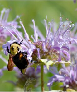 Seed Needs, Bee Balm Seed Packet Collection (3 Individual Varieties of Seed for Planting) Non-GMO & Untreated 18 71XA7YBIq6L 1