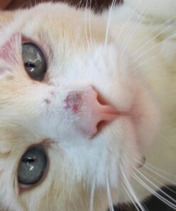 Revival Animal Health Vet Basics Lime Sulfur Dip- Concentrated Solution- for Dogs, Cats & Horses- 16oz 26 71XAJGghfZL