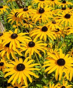 Outsidepride Perennial Rudbeckia Hirta Black-Eyed Susan Wild Flowers - 5000 Seeds 18 71XB2g1FCdL