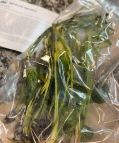 Florida 10 Species Live Aquarium Plants Bundle 36 71XDa33ieML