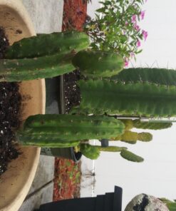 Hoffman 10410 Organic Cactus and Succulent Soil Mix, 10 Quarts 36 71XFbFW9keL