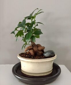 Hoffman 10708 Bonsai Soil Mix, 2 Quarts, Brown/A 1 Pack 20 71XIYhr31ML