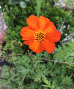 Hummingbird Nectar Wildflower Seeds Bulk Open-Pollinated Wildflower Seed Mix Packet, Non-GMO, No Fillers, Annual, Perennial Wildflower Seeds Year Round Planting - 1 oz 90 71XMfjs GYL