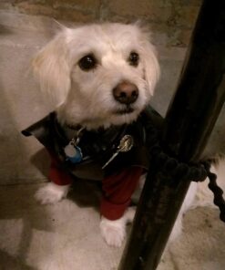 Graceful Goods GOT Antique Gold Tone Hand of The King Brooch 41 71XOF5pUbDL